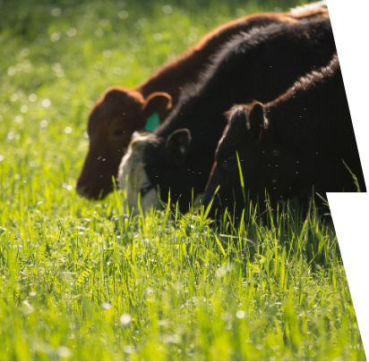 Je grass fed jiný druh proteinu?