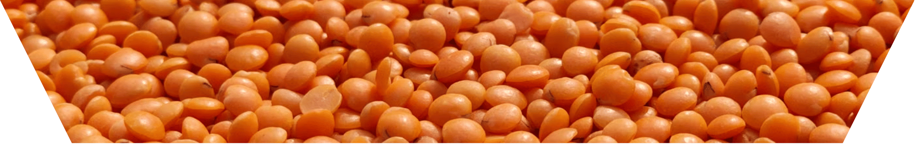 Co nabízí rostlinné proteiny?
